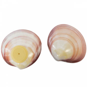 LAVASHELL Nature - REAL VENUS Shells